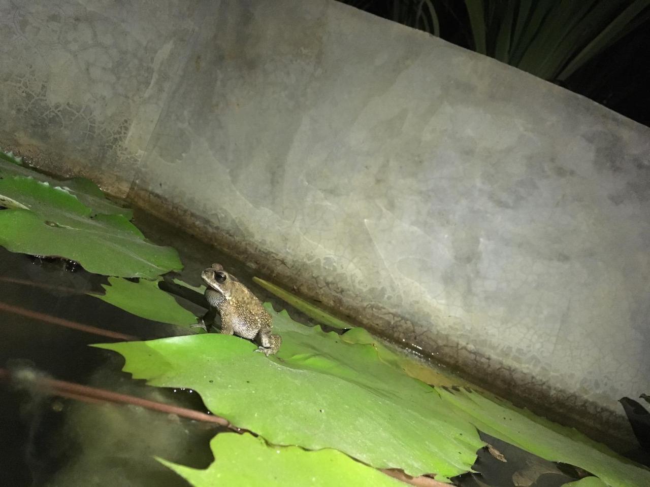 Casa Vana Hiriketiya Dikwella Esterno foto