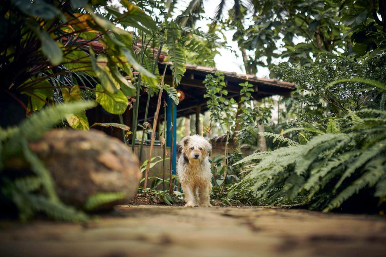 Casa Vana Hiriketiya Dikwella Esterno foto